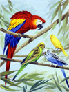 Feathered Pets (Original)