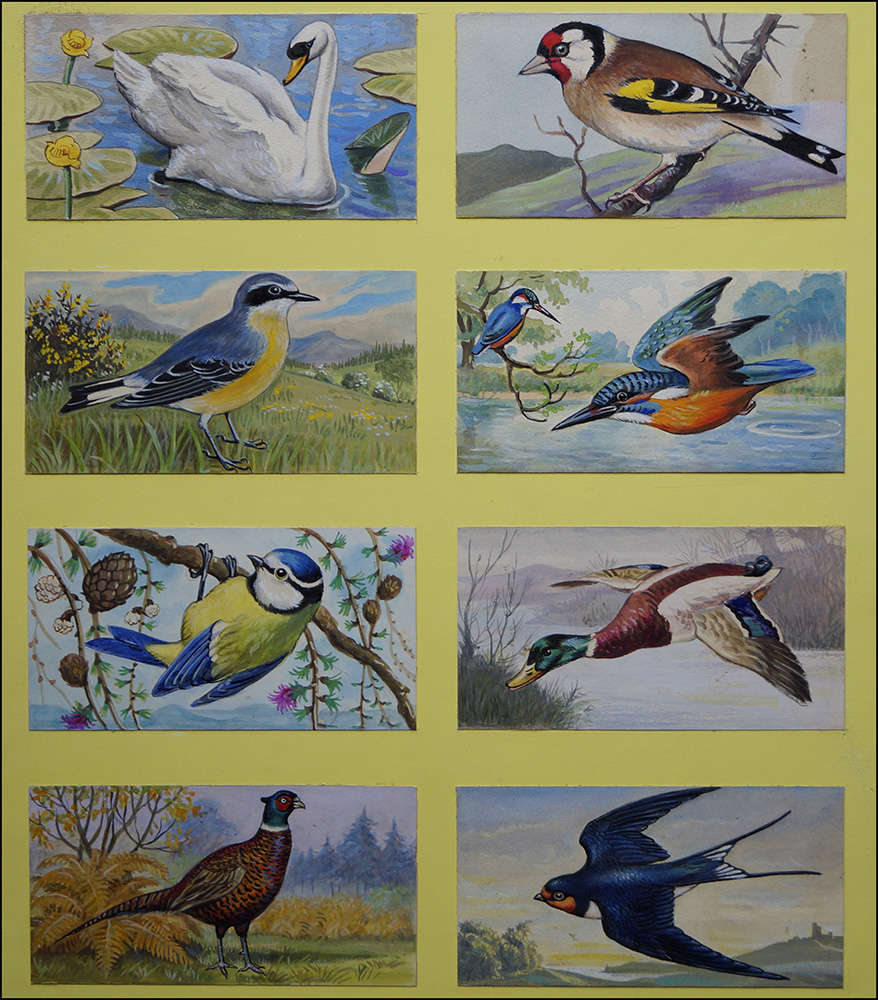 The Many Birds of Britain (Original) art by Birds at The Illustration Art Gallery