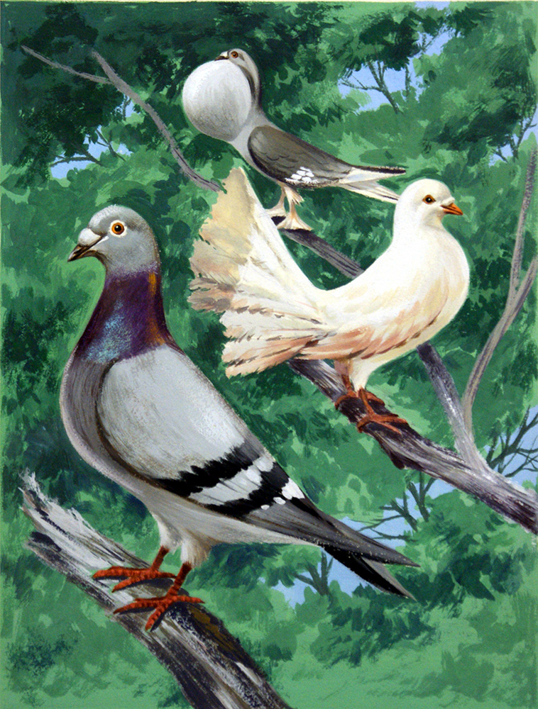 The Varieties of British Pigeons (Original) art by Birds at The Illustration Art Gallery