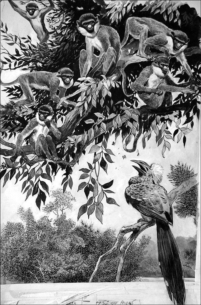 Secrets of the Hornbill (Original) art by Birds at The Illustration Art Gallery