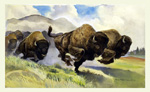 Charging Bison (Original) (Signed)