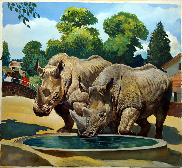 Rhinoceros (Original) by G W Backhouse Art at The Illustration Art Gallery