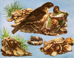 Snails (Original Macmillan Poster) (Print)