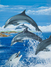 Bottle Nosed Dolphin (Original)