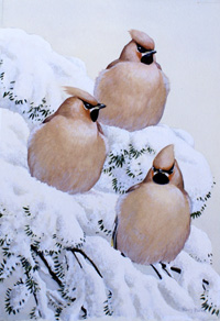 Hilary Burn biography