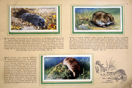 Complete Set of 50 Animals of the Countryside Cigarette cards in album (1939)