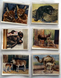 Full Set of 25 Cigarette Cards: Zoo Babies (1938)
