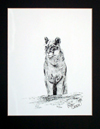 Cougar (Limited Edition Print) (Signed)