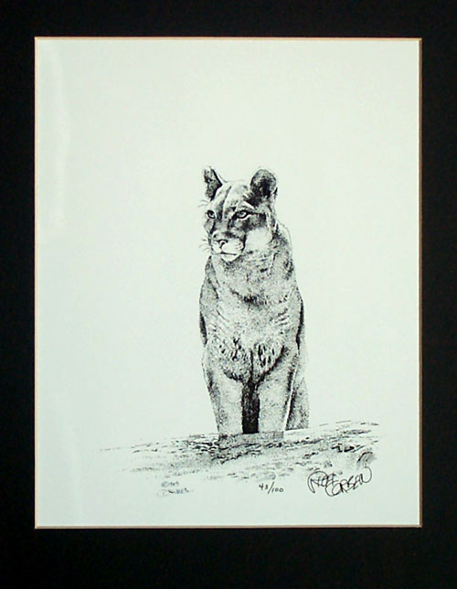 Cougar (Signed) (Limited Edition)