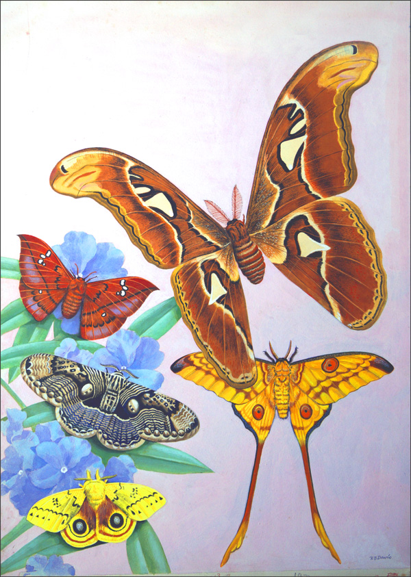 Colourful Moths of the World (Original) (Signed) by Reginald B Davis at The Illustration Art Gallery