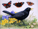 Blackbird with Butterflys (Original) (Signed)