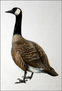 Canada Goose (Original)