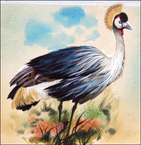 Crowned Crane (Original)