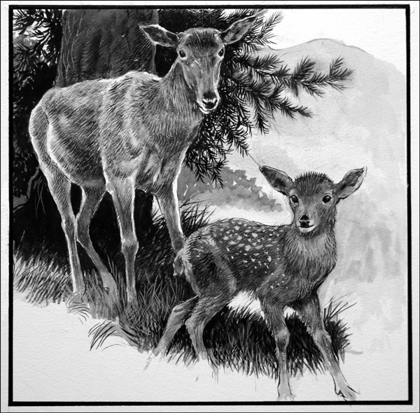 Red Hind Deer and Calf (Original) by Reginald B Davis at The Illustration Art Gallery