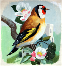 Goldfinch (Original)