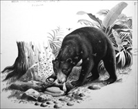 Malayan Sun Bear (Original) (Signed)