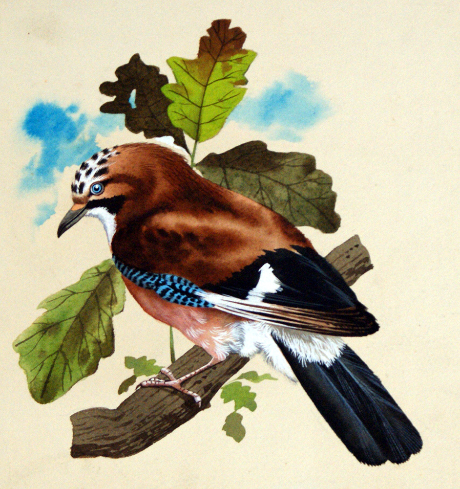The Common Jay (Original) art by Reginald B Davis at The Illustration Art Gallery