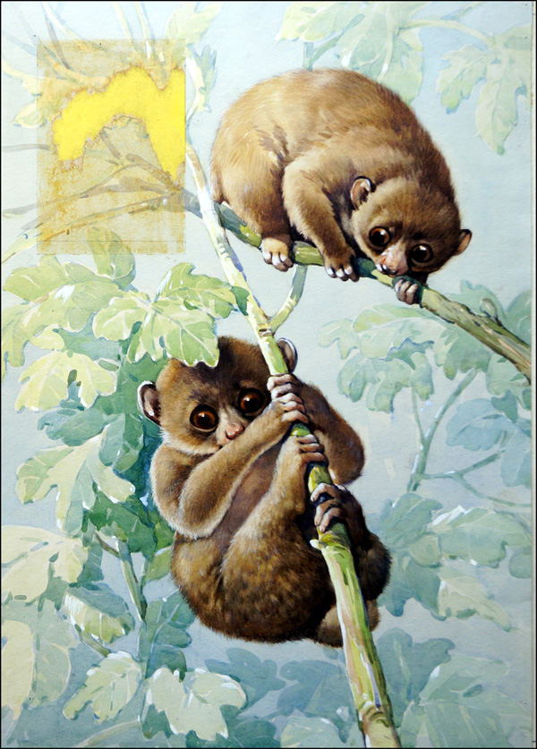 Baby Lemurs (Original) by Reginald B Davis at The Illustration Art Gallery