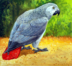 African Grey Parrot (Original)