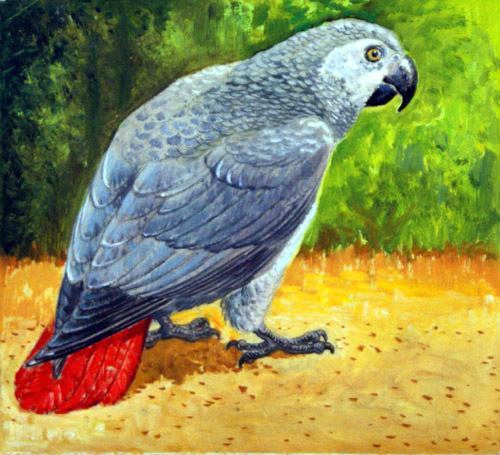 African Grey Parrot (Original) by Reginald B Davis at The Illustration Art Gallery