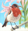 Robin (Original)