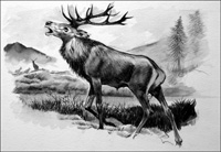 Roaring Stag (Original)
