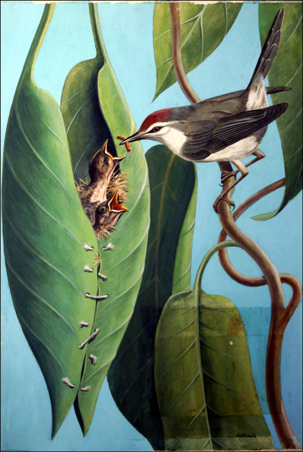 The Tailor Bird (Original) (Signed) by Reginald B Davis at The Illustration Art Gallery