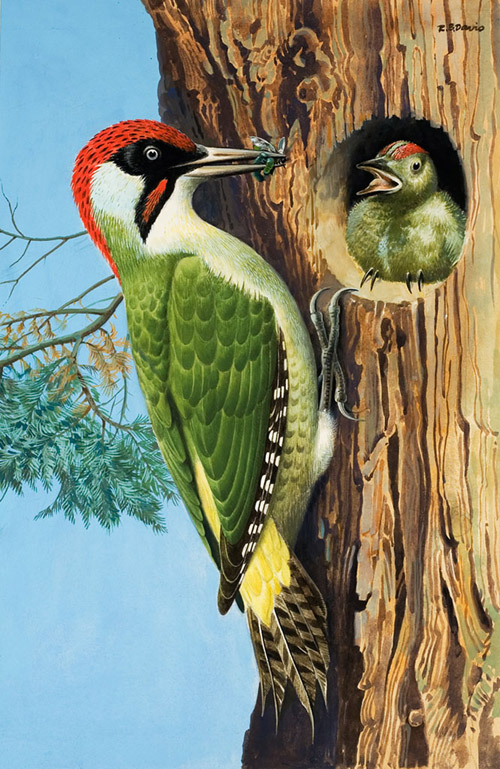 A Woodpecker Feeds it's Chick (Original) (Signed) by Reginald B Davis at The Illustration Art Gallery