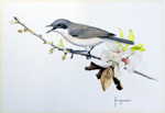 Lesser Whitethroat (Original) (Signed)