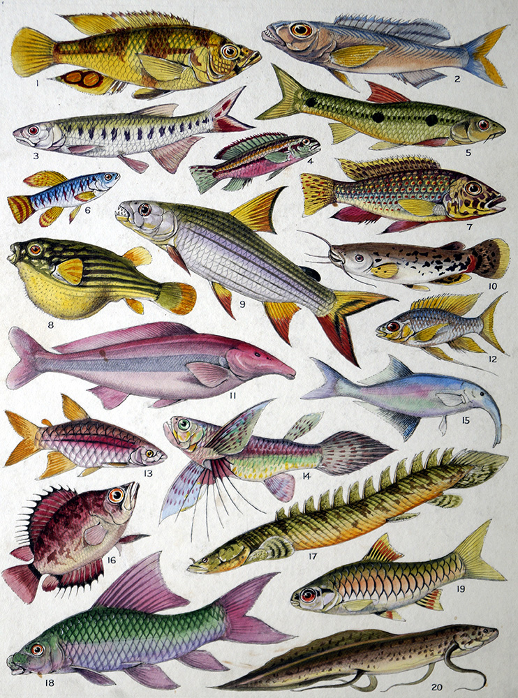 Fresh Water Fishes of the Empire - African (Original) art by James Green Art at The Illustration Art Gallery