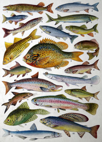 Fresh Water Fishes of the Empire - Canada art by James Green