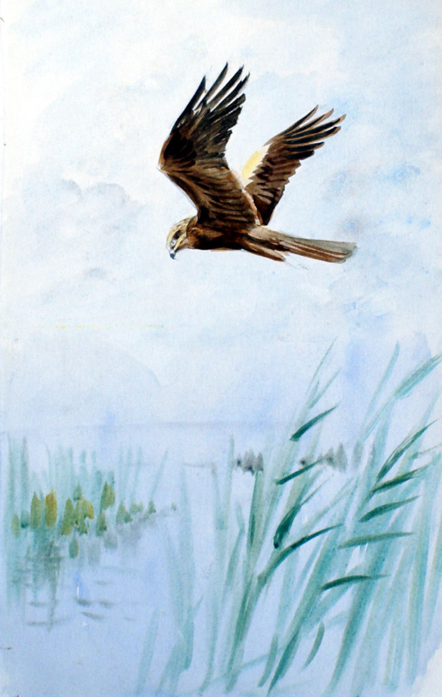 Marsh Harrier (Original) art by Roland Green Art at The Illustration Art Gallery