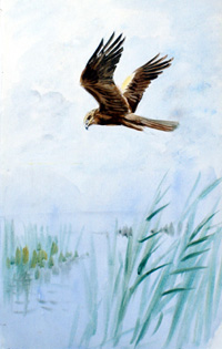 Marsh Harrier (Original)