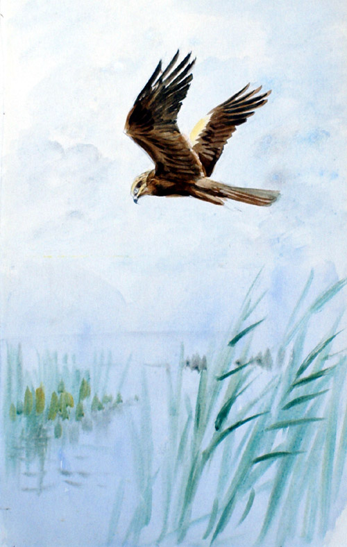 Marsh Harrier (Original) by Roland Green Art at The Illustration Art Gallery