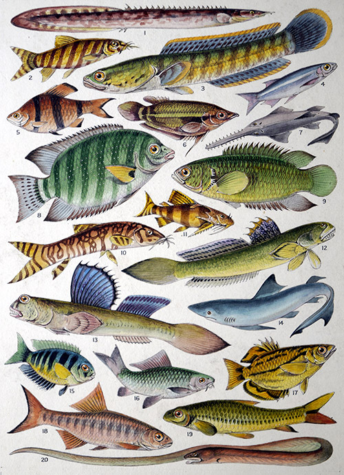 Fresh Water Fishes of the Empire - Indian (Original) by James Green Art at The Illustration Art Gallery
