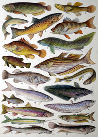 Fresh Water Fish of the Empire - Australia art by James Green