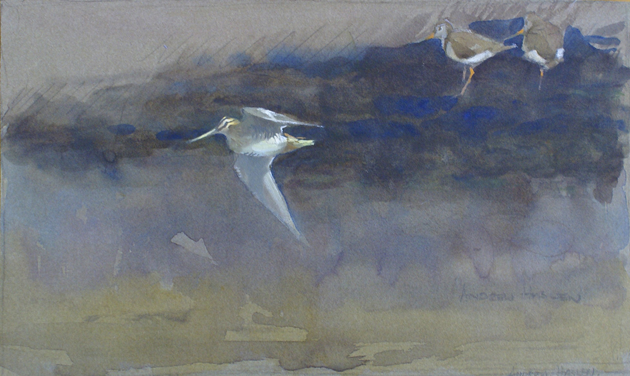 Snipe and Redshank (Original) (Signed) art by Andrew Haslen Art at The Illustration Art Gallery