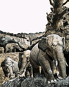 The Strange Amebelodon (Original) (Signed)