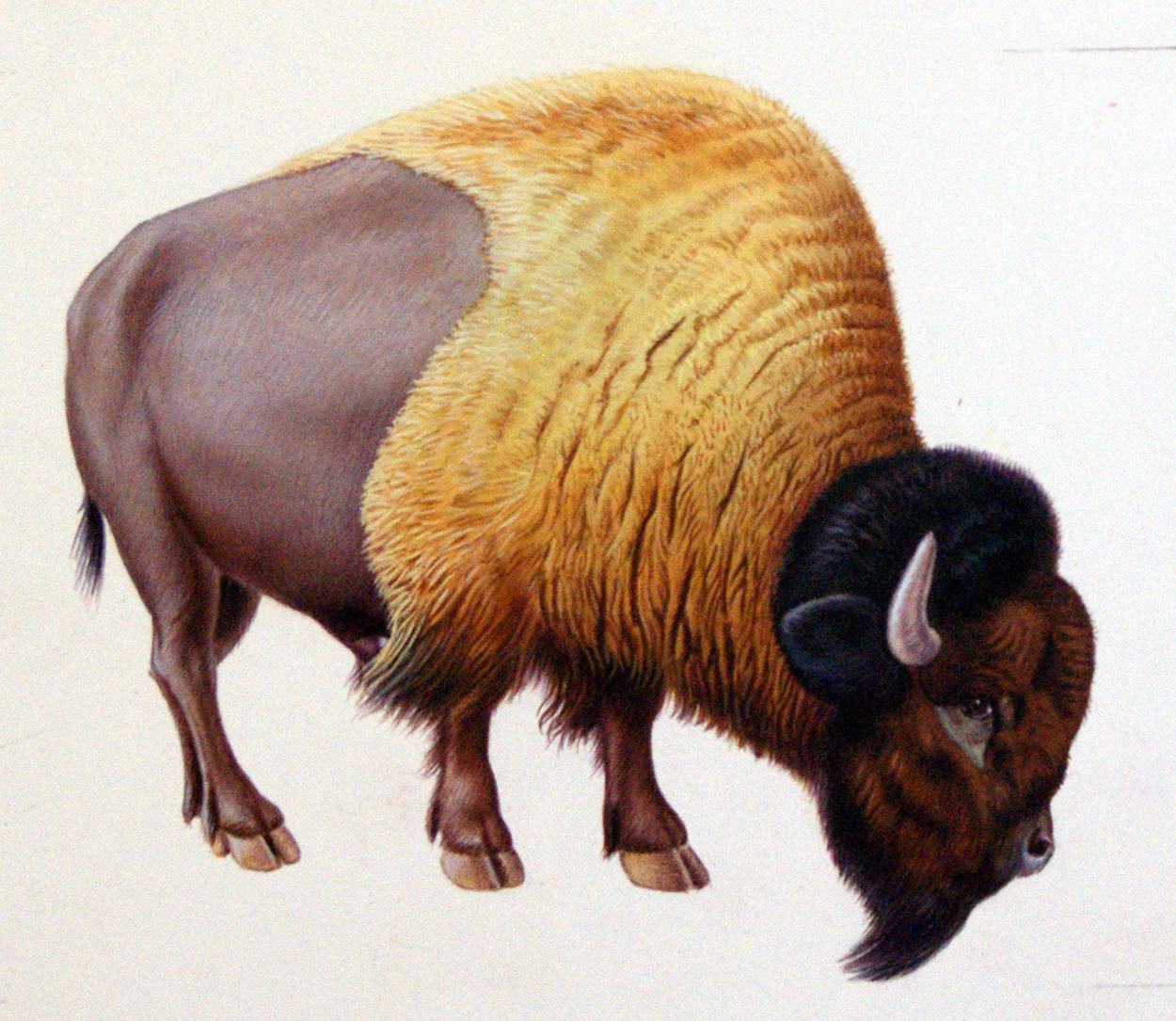 The Bison (Original) art by E Hyde Art at The Illustration Art Gallery