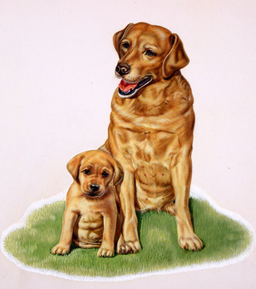 Labrador and Puppy (Original) by E Hyde at The Illustration Art Gallery