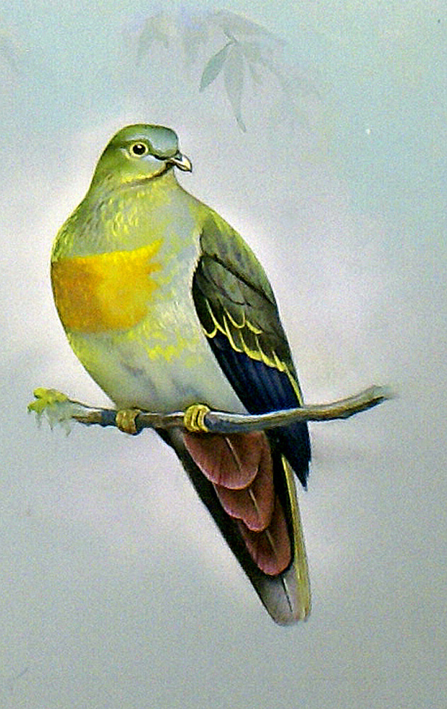 Large Green Pigeon (Malay Peninsula) (Original) art by Bert Illoss at The Illustration Art Gallery