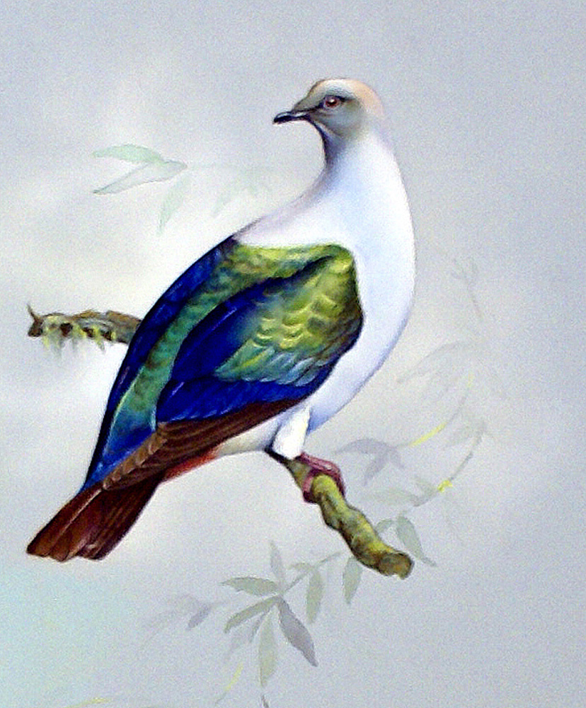 Imperial Fruit Pigeon (East Indies) (Original) art by Bert Illoss Art at The Illustration Art Gallery