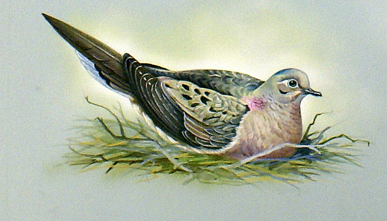 Mourning Dove (North America) (Original) art by Bert Illoss at The Illustration Art Gallery