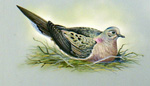 Mourning Dove (North America) (Original)