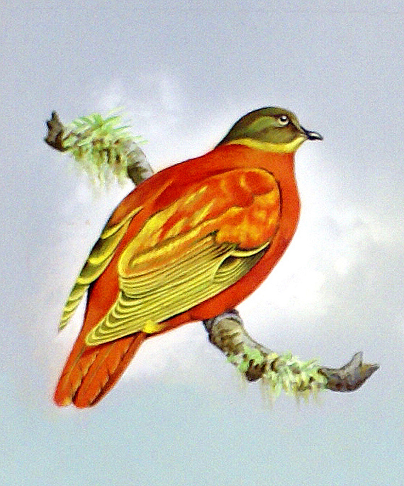 Orange Dove (Fiji Islands) (Original) art by Bert Illoss at The Illustration Art Gallery