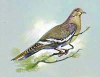 White Winged Dove (West Indies) (Original)