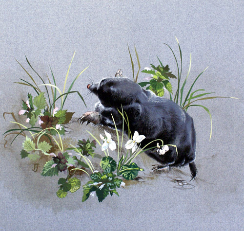 Mole and Violets (Original) (Signed)