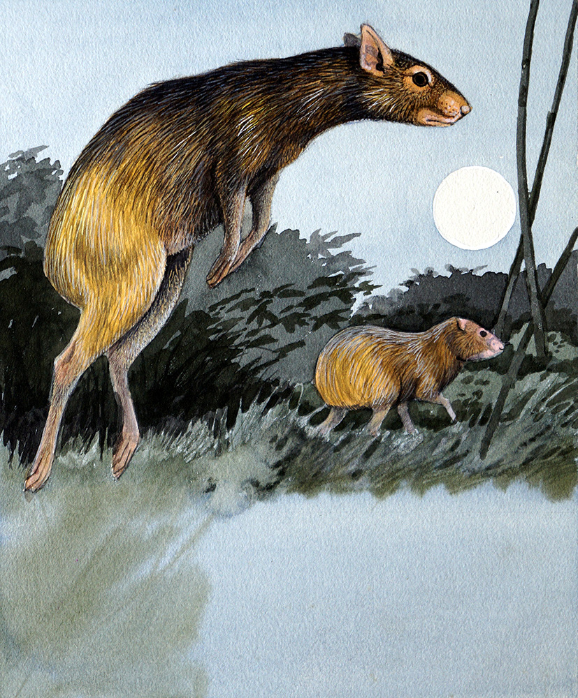 Agouti (Original) art by Kenneth Lilly Art at The Illustration Art Gallery