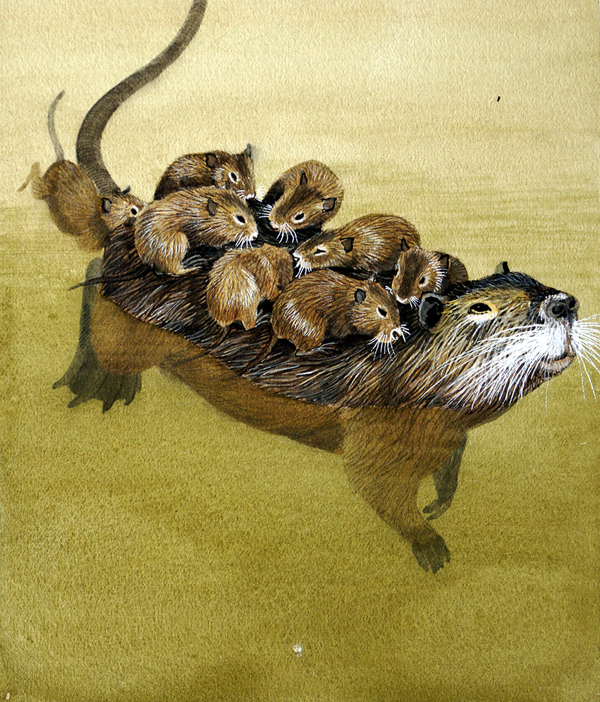 Coypu (Original) art by Kenneth Lilly Art at The Illustration Art Gallery