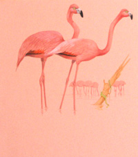 Pink Flamingos (Original)